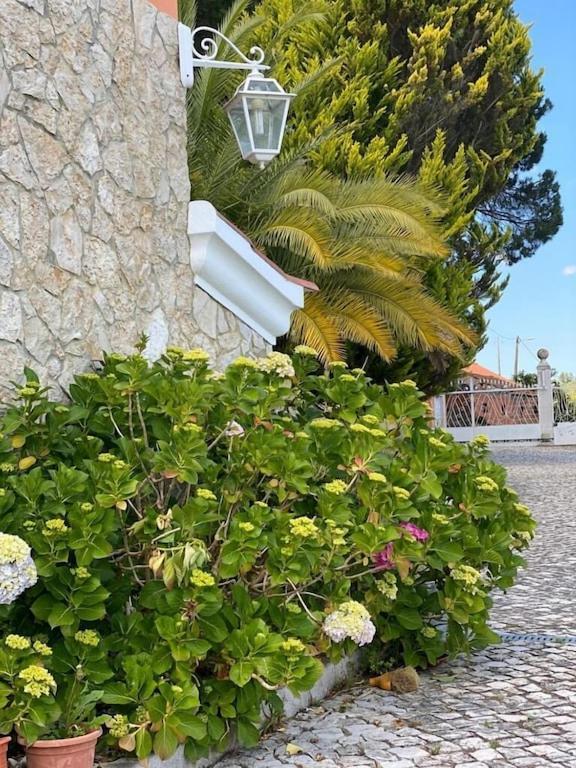Quinta Do Alto Dos Pinheiros Villa Sao Joao da Ribeira Ngoại thất bức ảnh